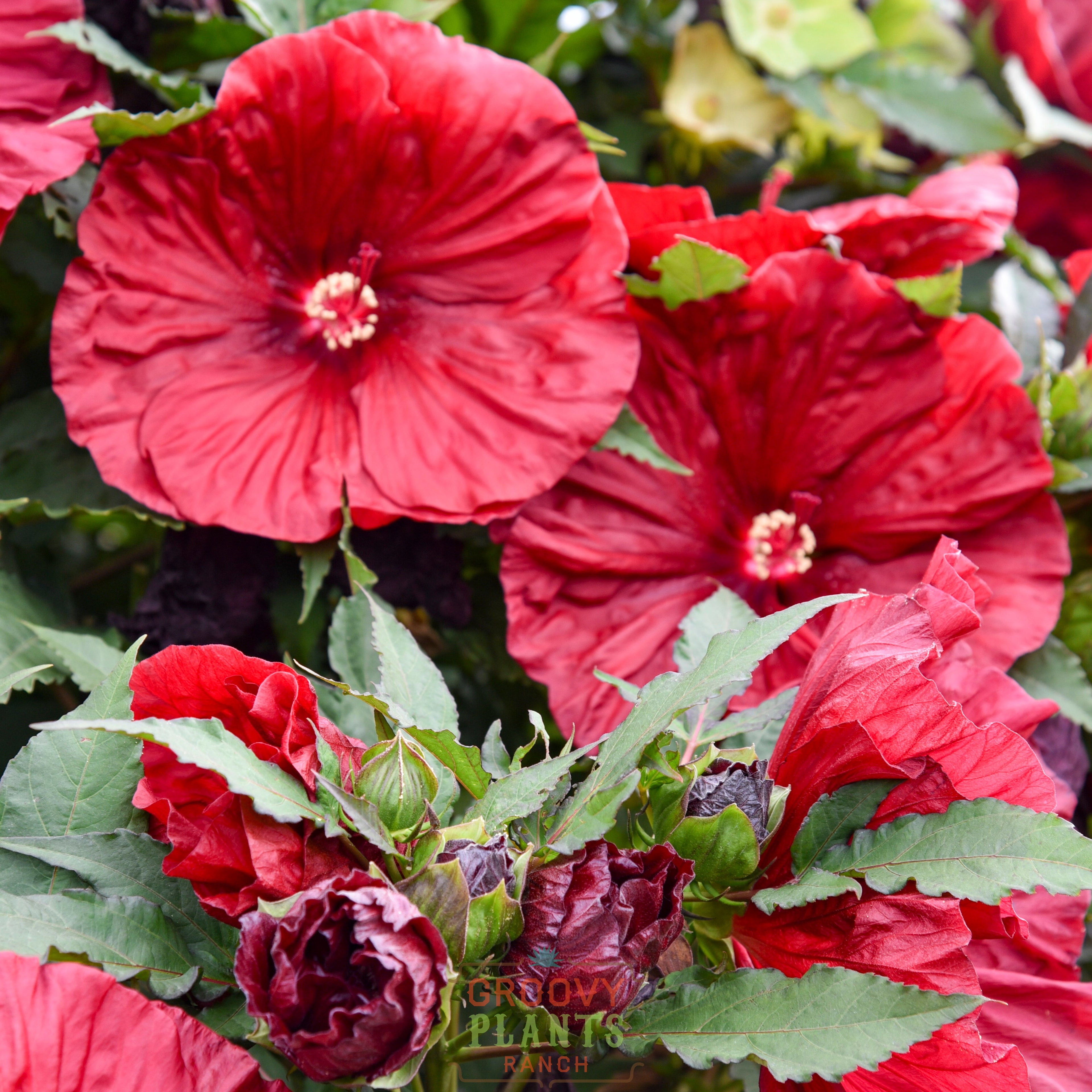 Hibiscus 'Blackberry Merlot'