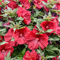 Hibiscus 'Blackberry Merlot'