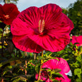 Hibiscus 'Midnight Marvel'