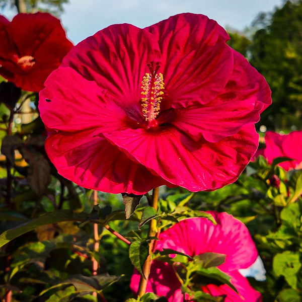 Hibiscus Amazon.com : 2 Hardy Hibiscus Plants Live, Cranberry