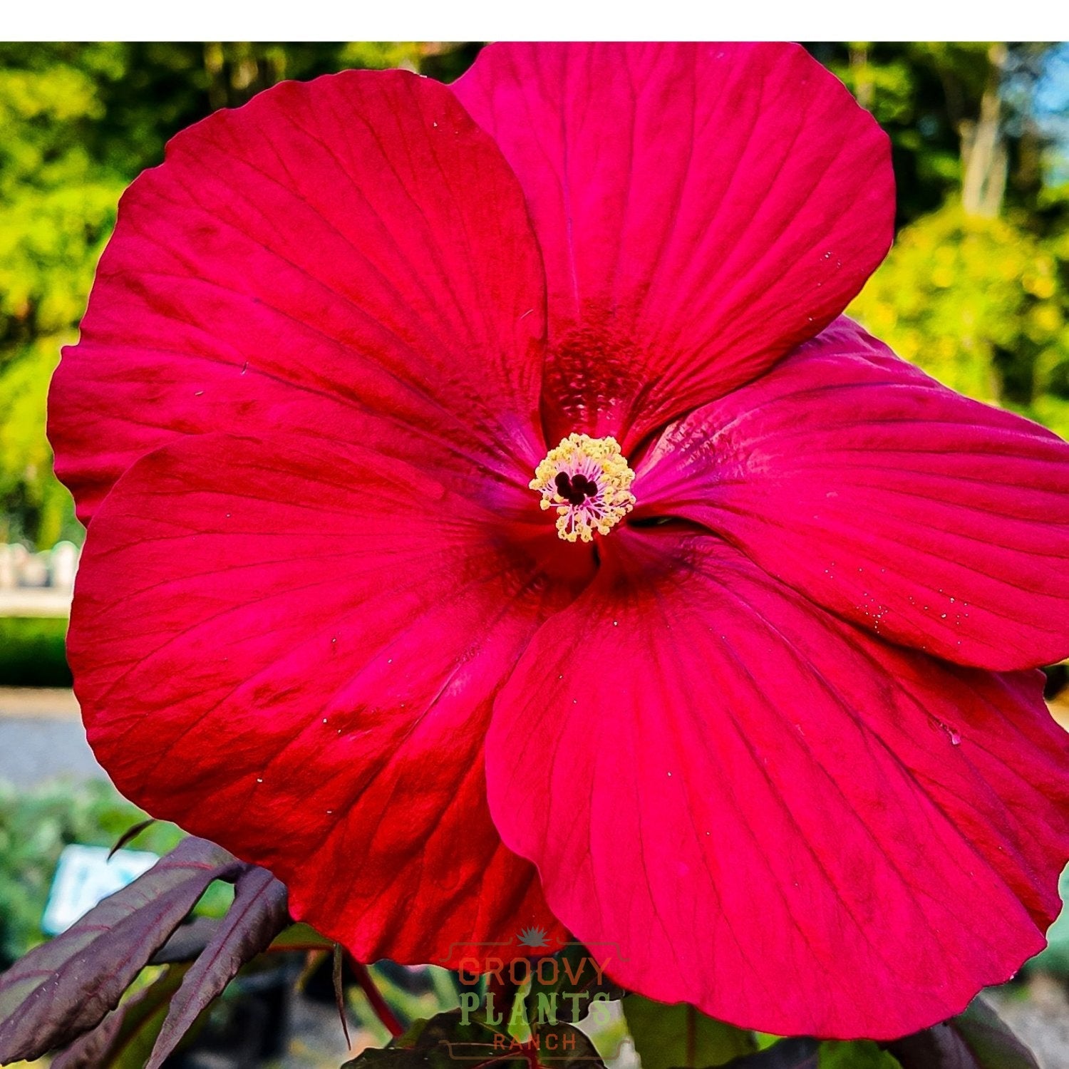 Hibiscus 'Midnight Marvel'