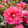 Hibiscus 'Watermelon Ruffles'