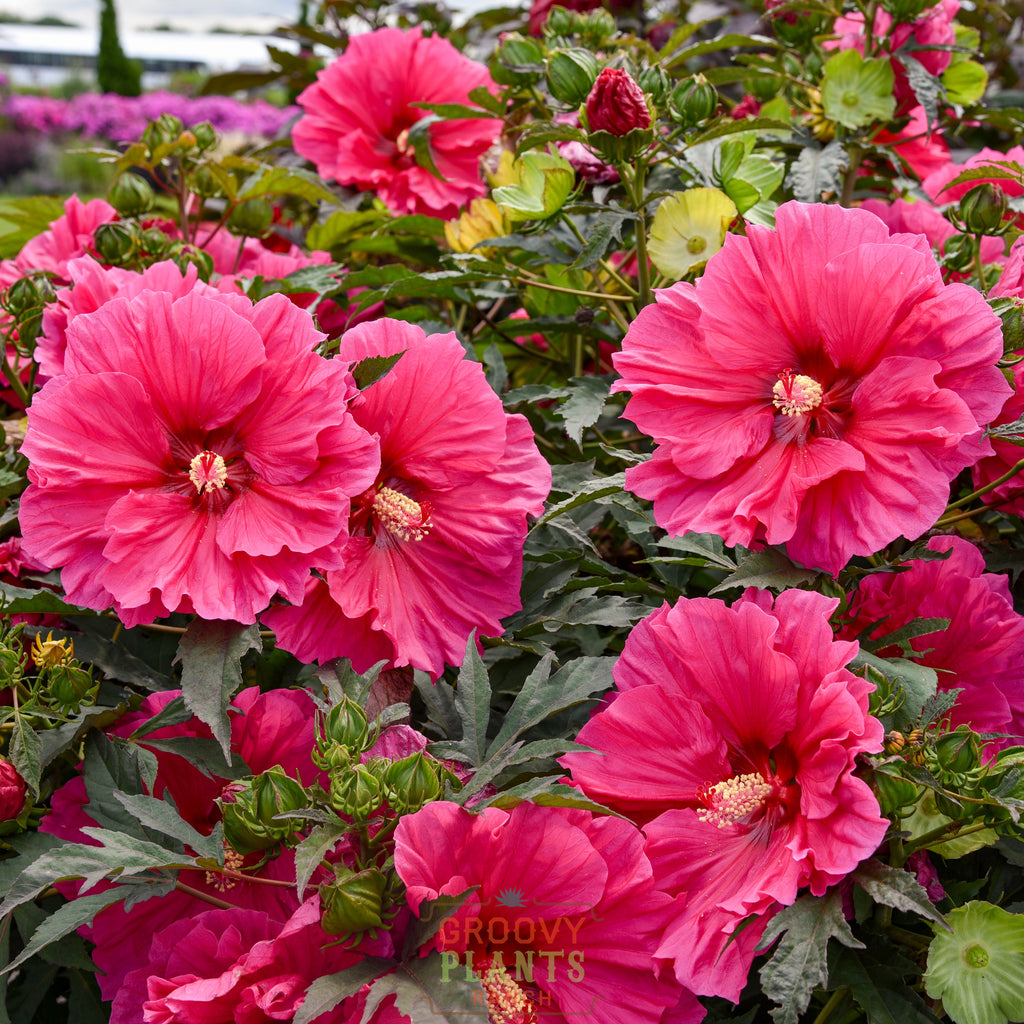 Hibiscus 'Watermelon Ruffles'