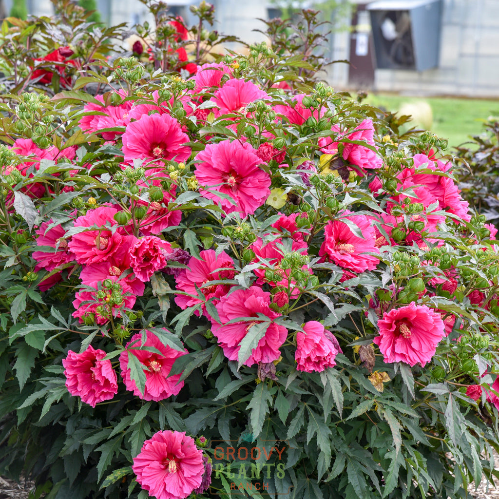 Hibiscus 'Watermelon Ruffles'