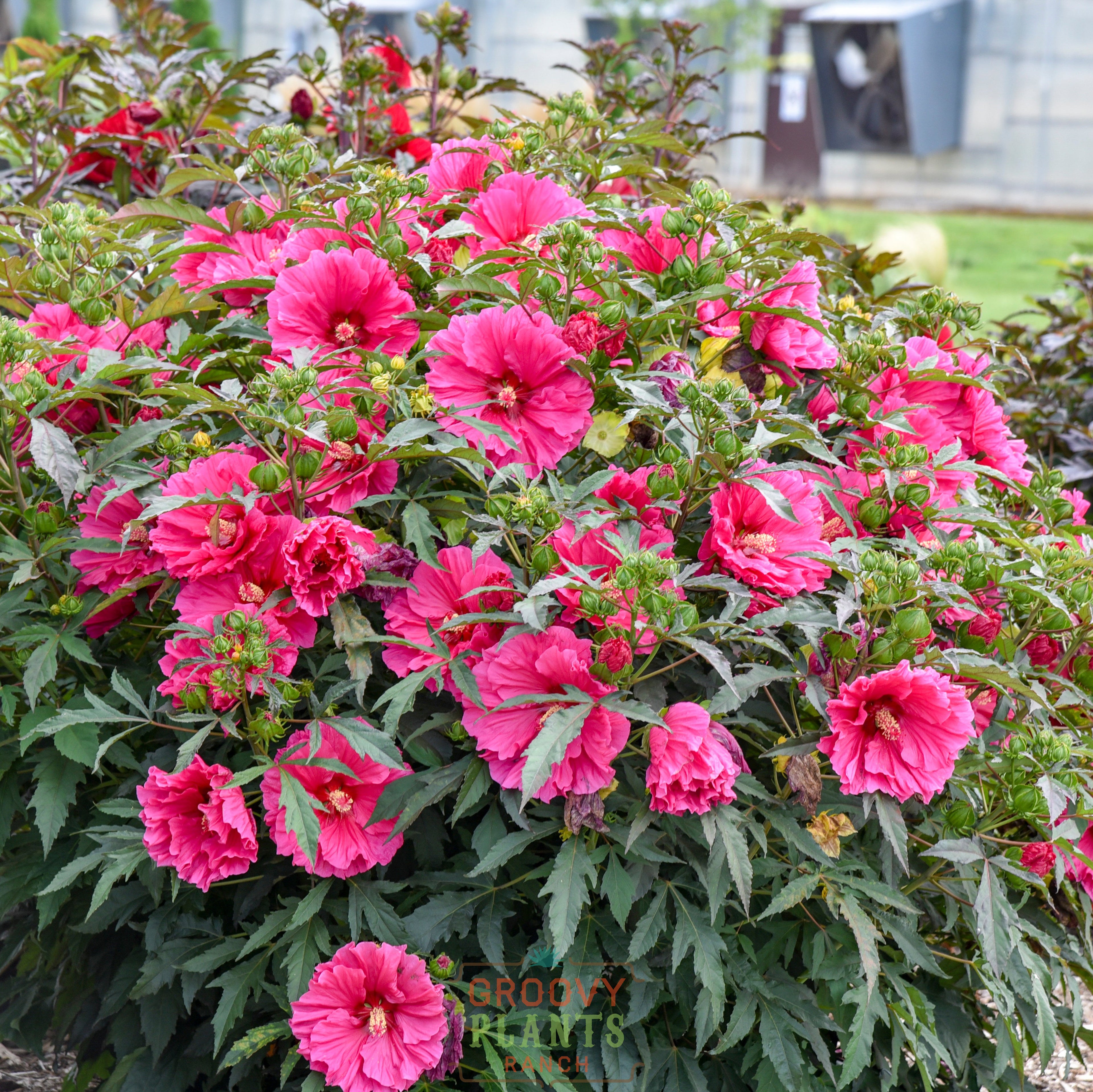 Hibiscus 'Watermelon Ruffles'