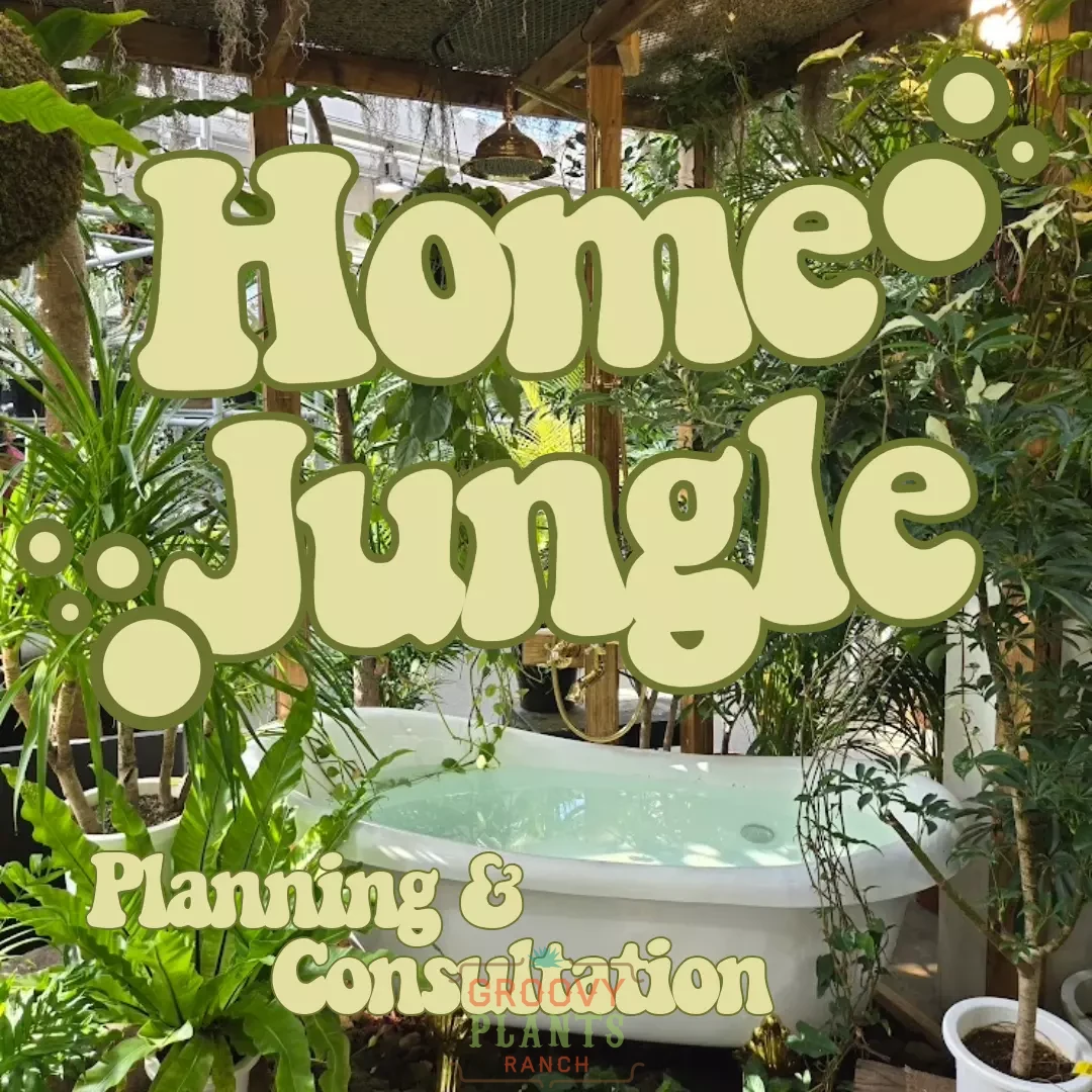 Home Jungle Planning : 30 Minute Reservation