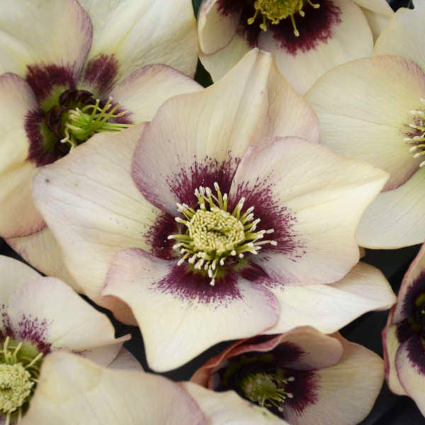 Helleborus 'Sandy Shore'