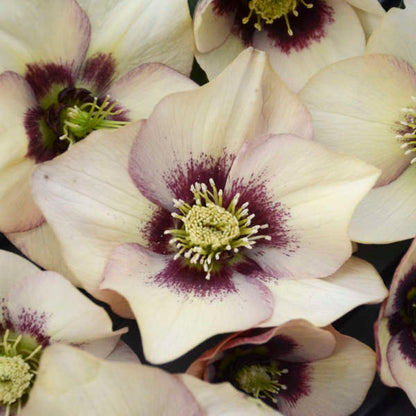 Helleborus 'Sandy Shore'