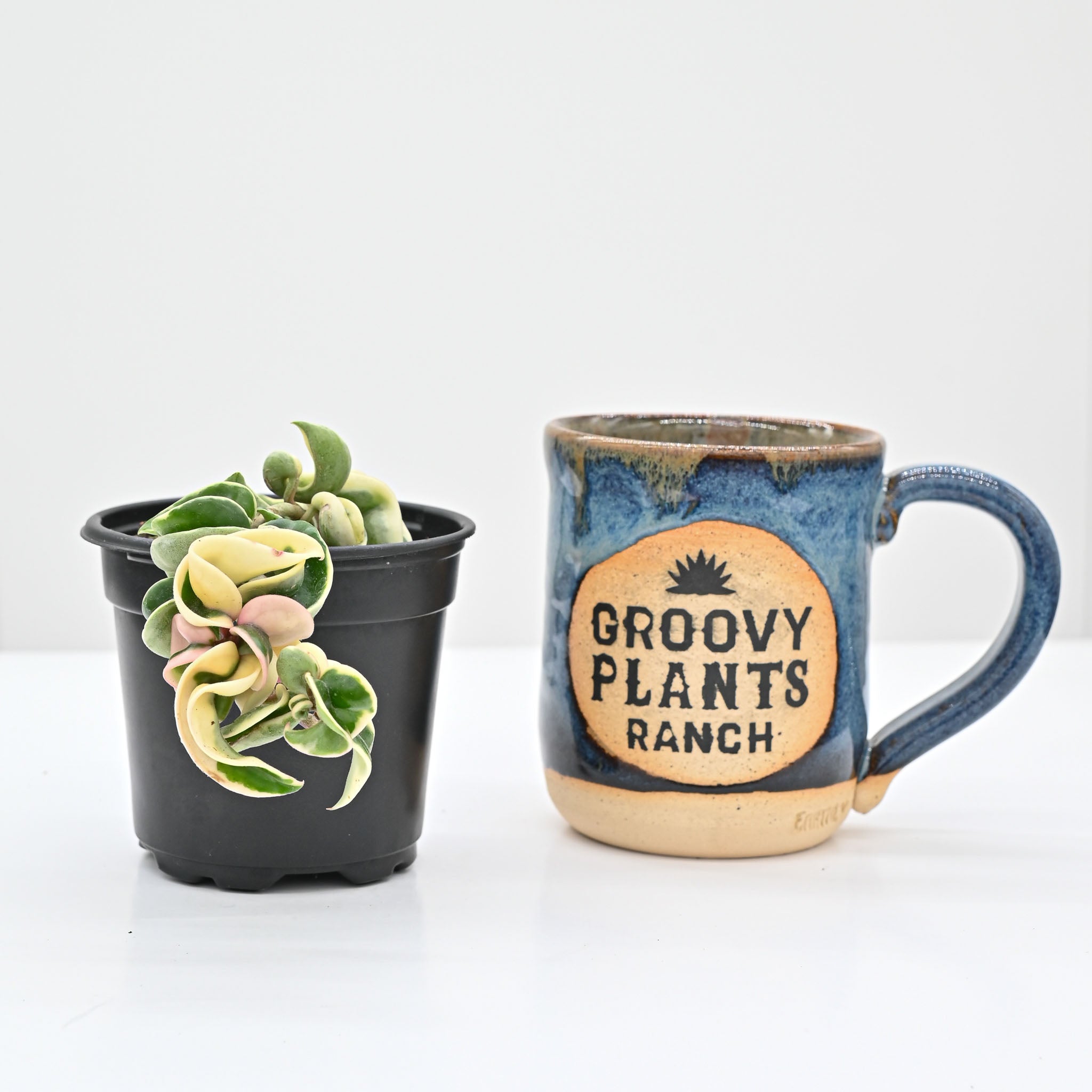 Variegated Hindu Rope | Hoya carnosa 'compacta variegata'