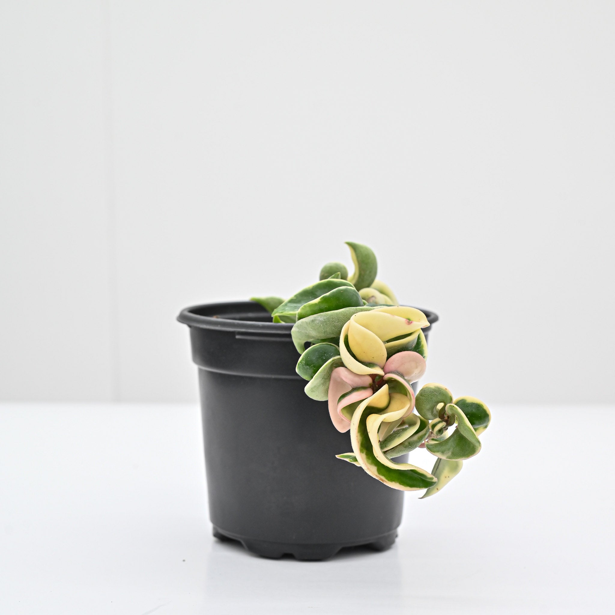 Variegated Hindu Rope | Hoya carnosa 'compacta variegata'