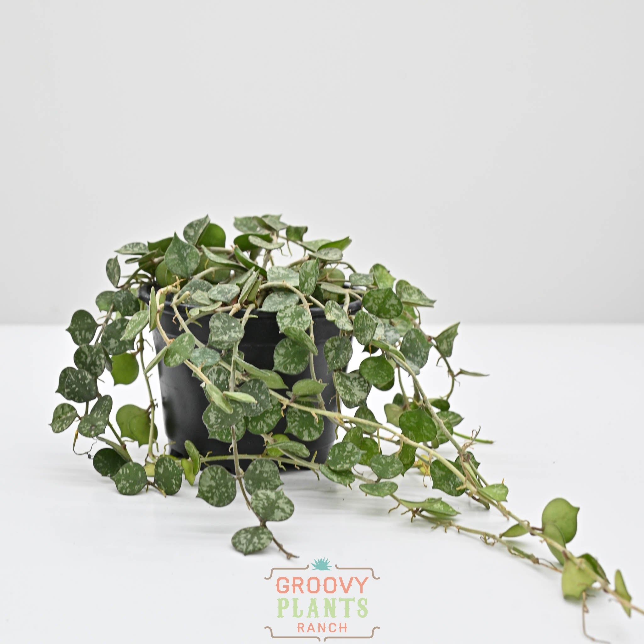 Hoya curtisii | Wax Plant