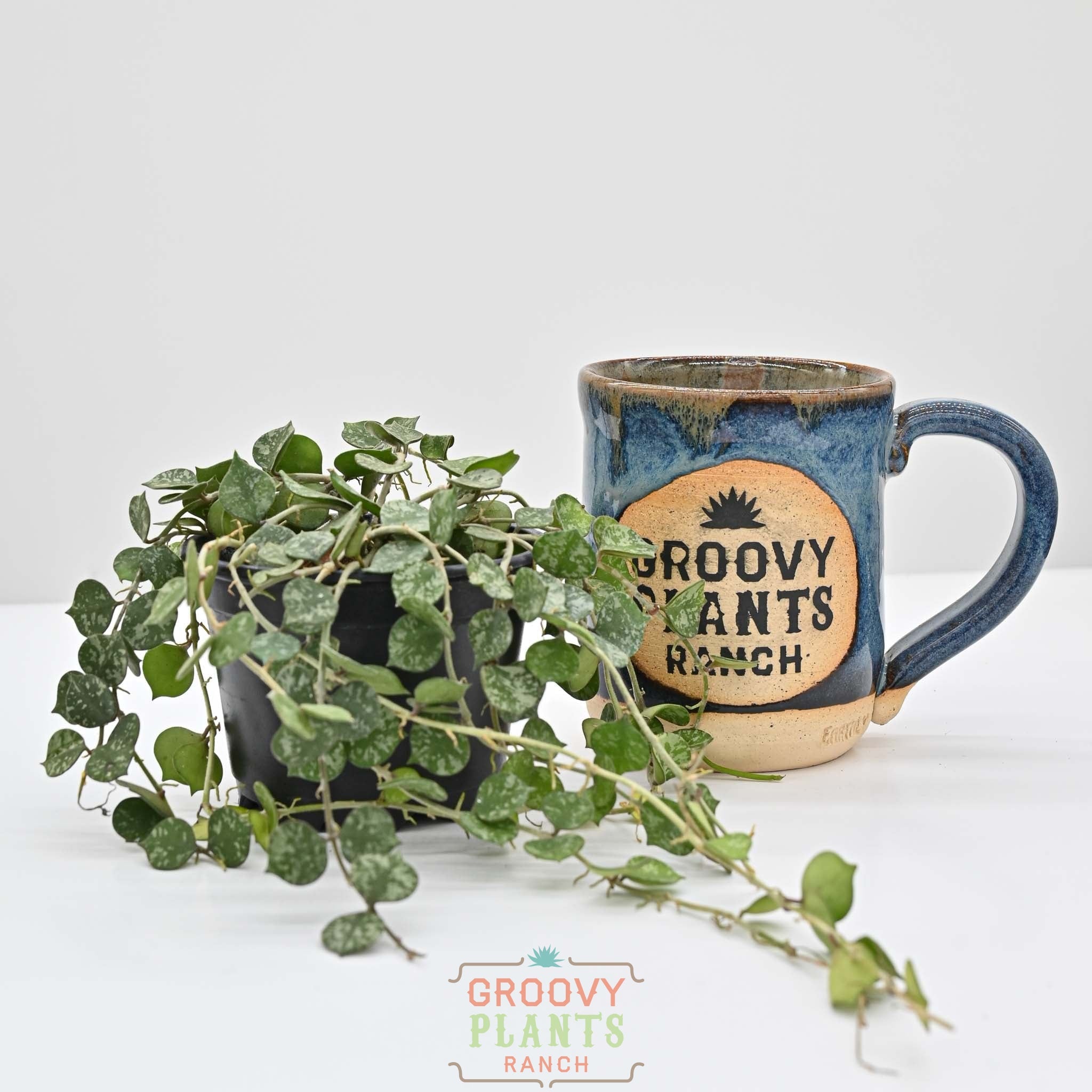 Hoya curtisii | Wax Plant