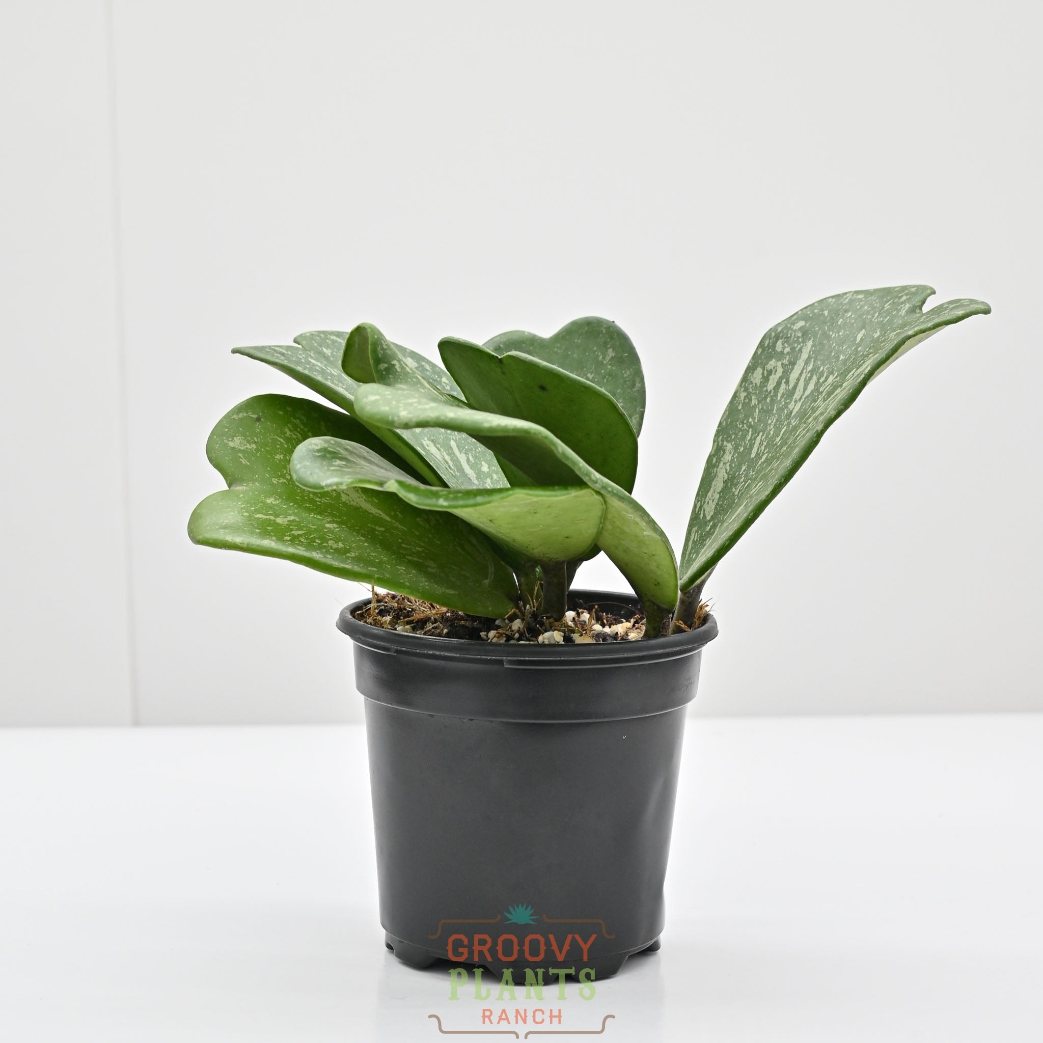 Hoya Kerrii 'Splash' | Sweetheart Hoya – The Groovy Plants Ranch LLC
