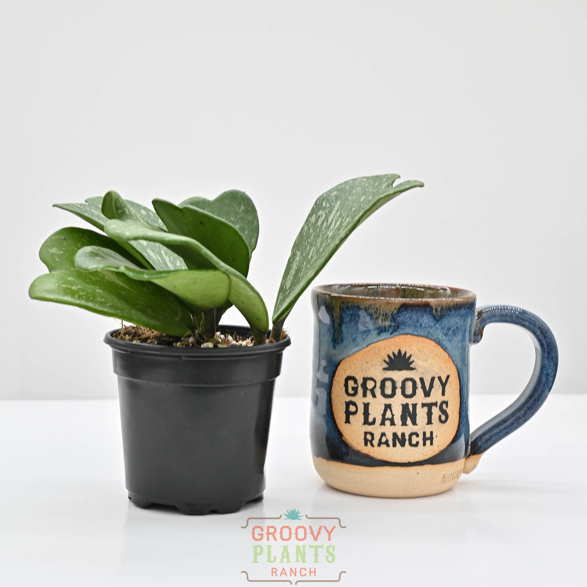 Hoya Kerrii 'Splash' | Sweetheart Hoya – The Groovy Plants Ranch LLC
