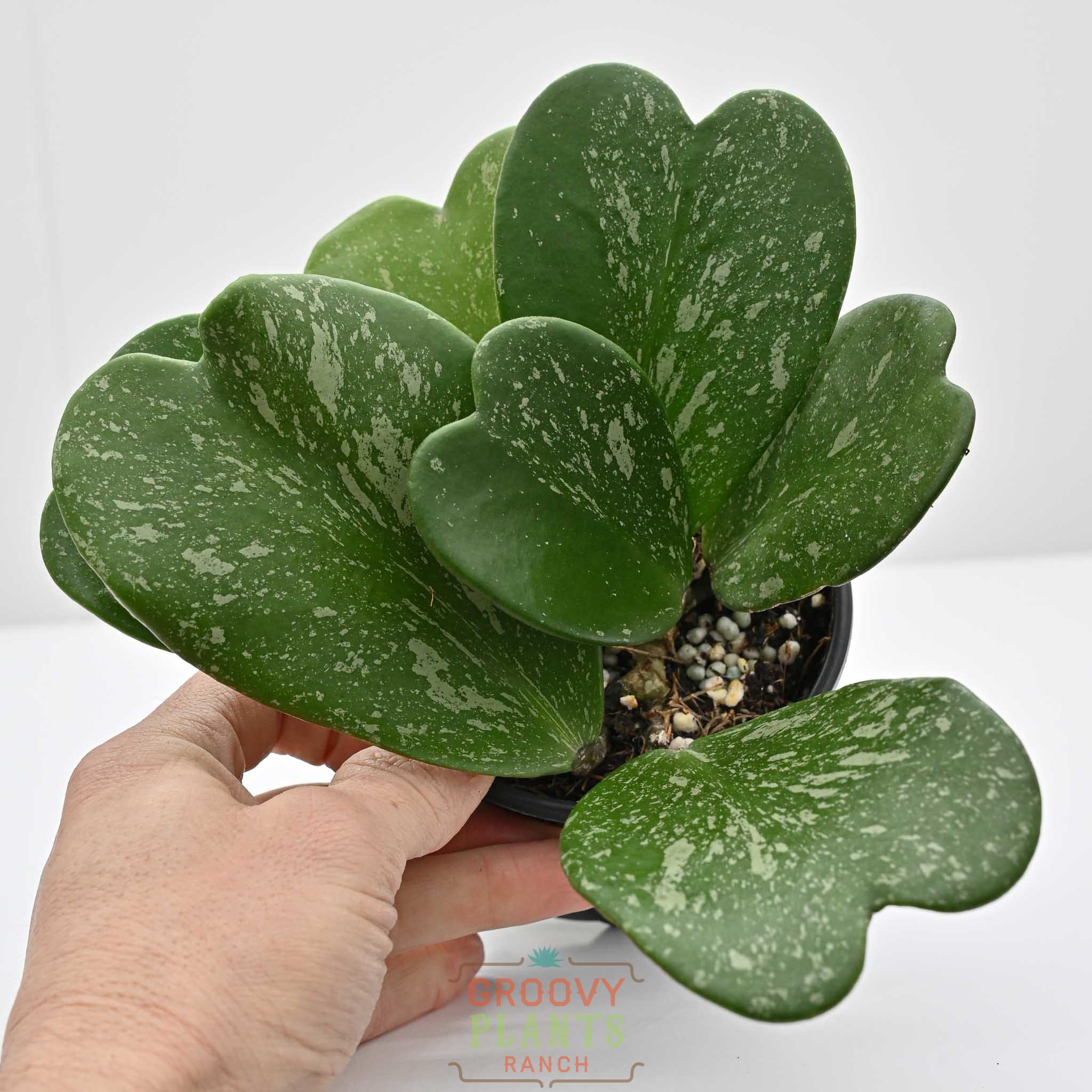 Hoya Kerrii 'Splash' | Sweetheart Hoya