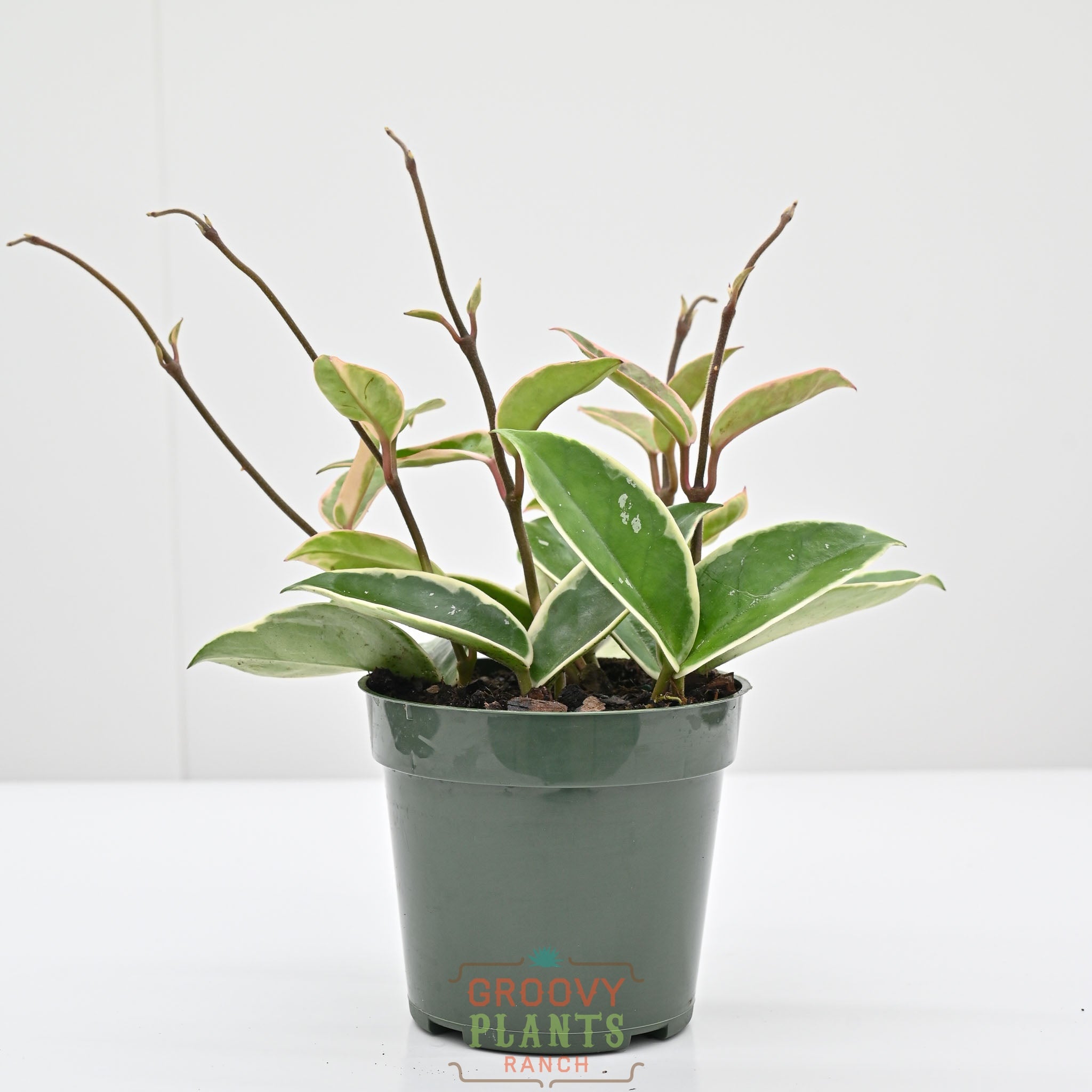 Hoya carnosa 'krimson queen' | Wax Plant – The Groovy Plants Ranch LLC