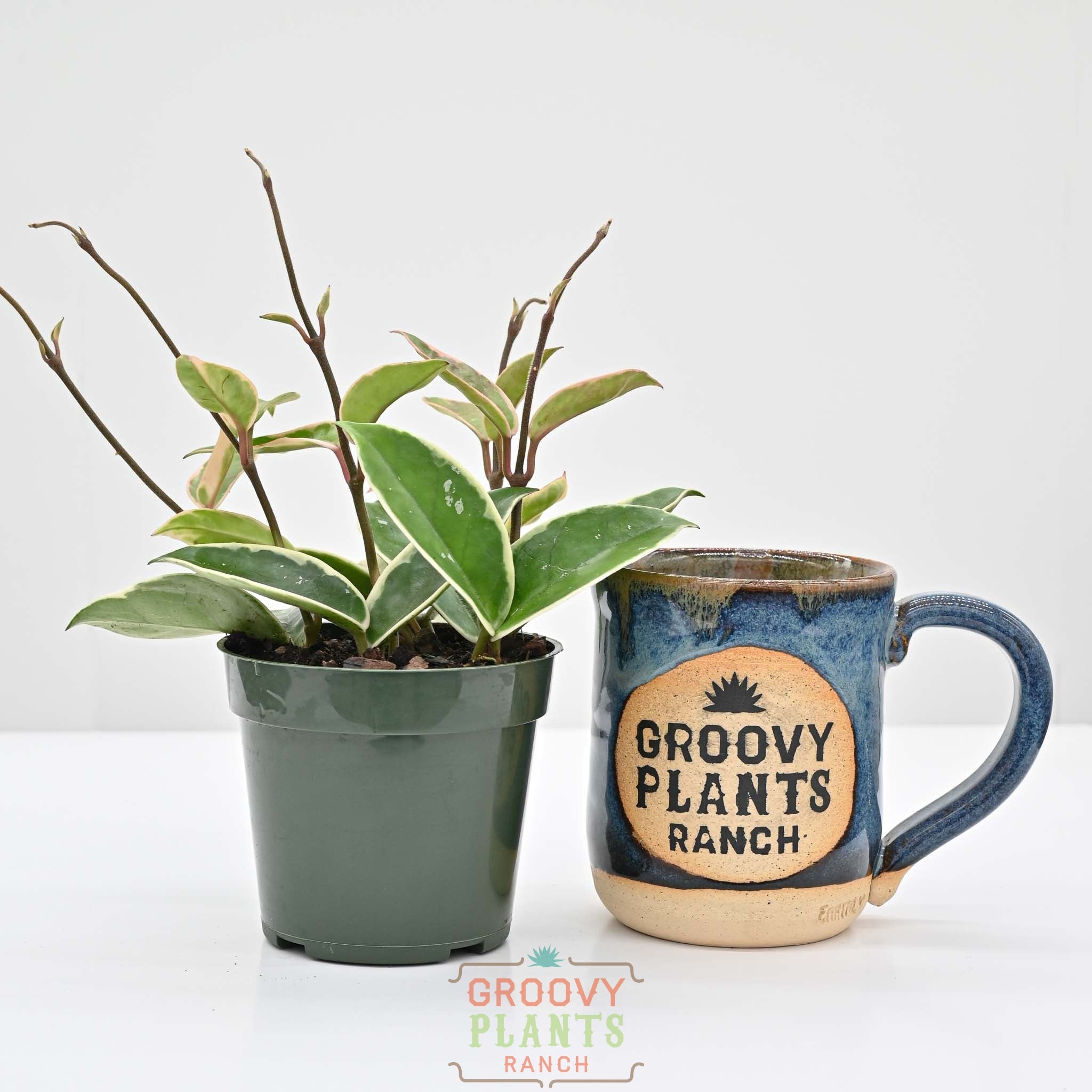 Hoya carnosa 'krimson queen' | Wax Plant