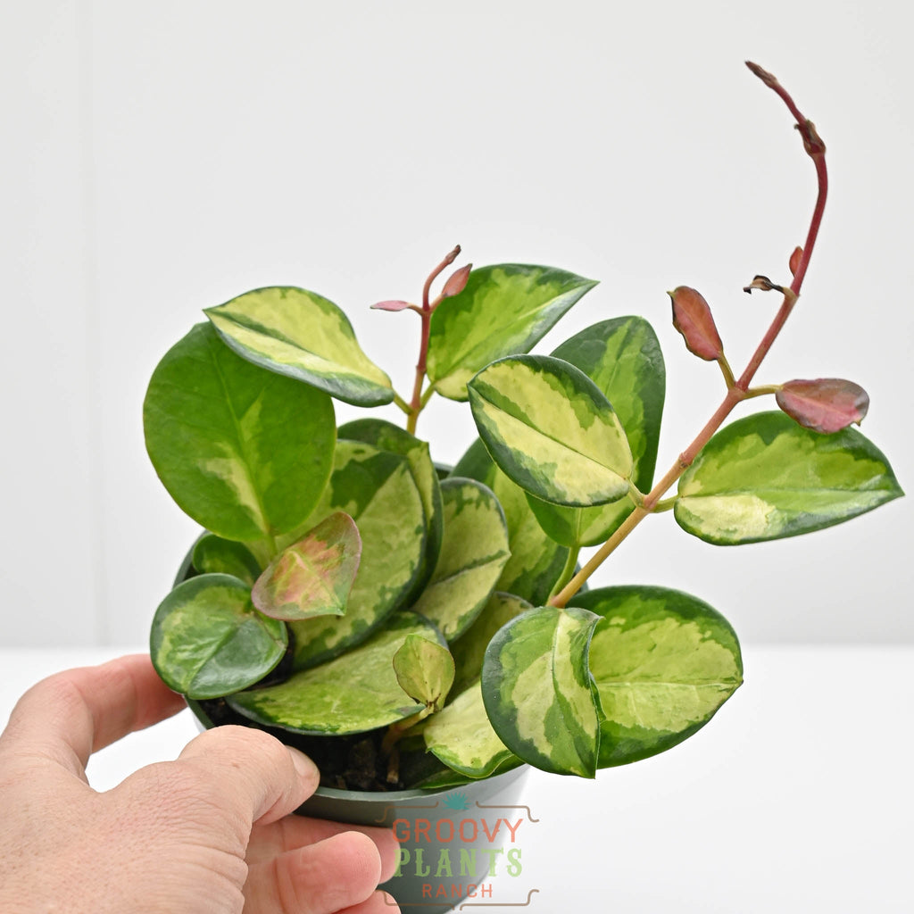 Hoya australis ssp. tenuipes 'Lisa' | Wax Plant