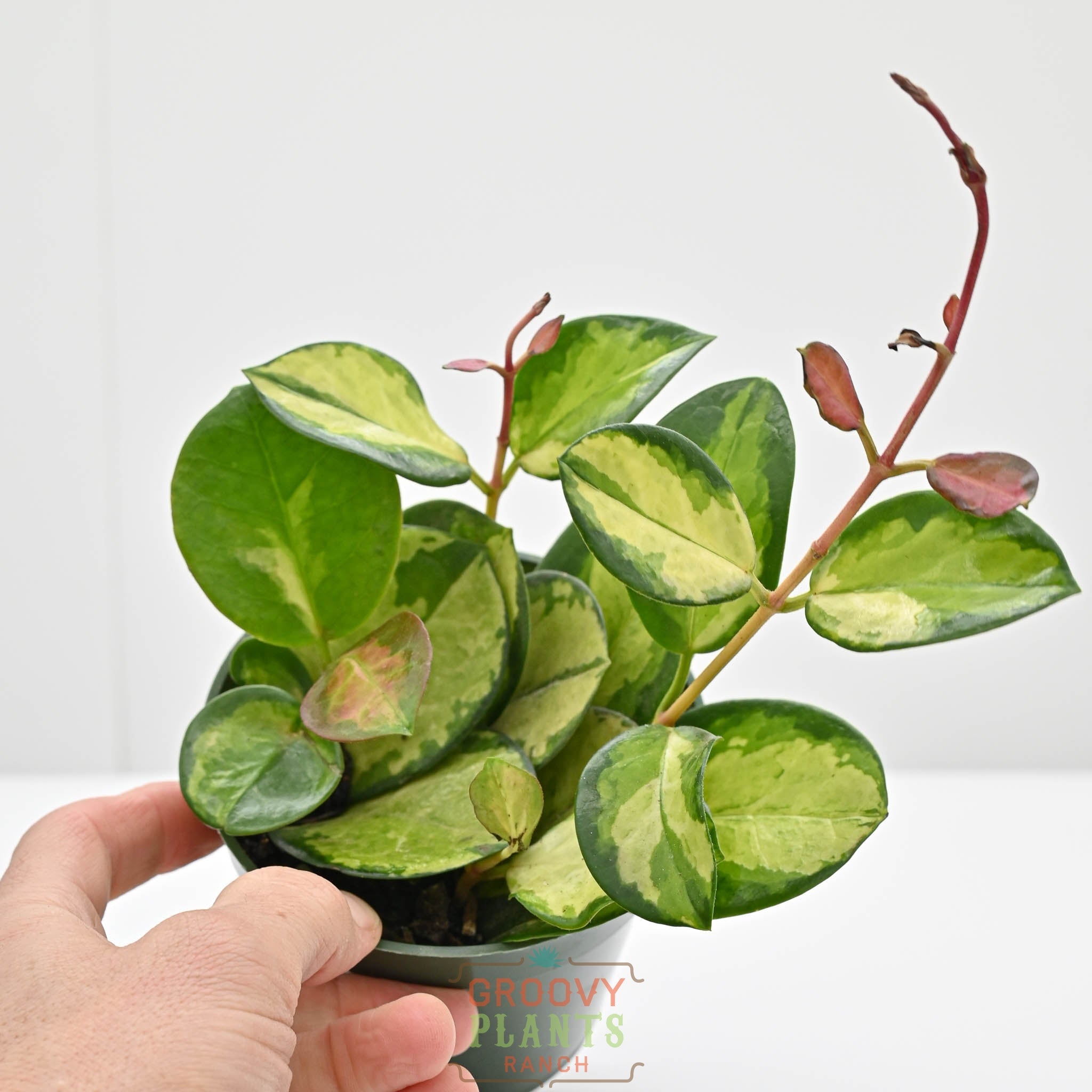 Hoya australis ssp. tenuipes 'Lisa' | Wax Plant