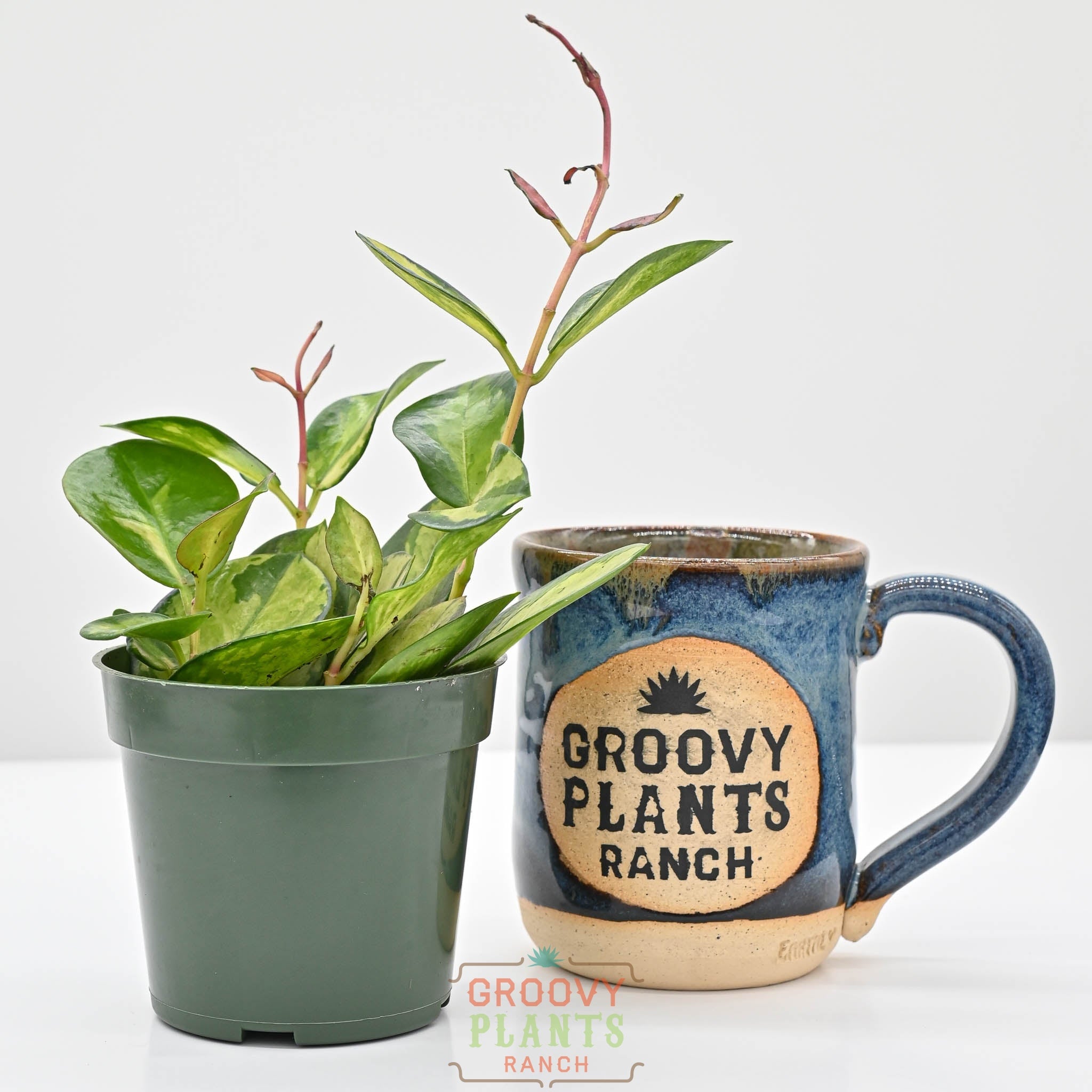 Hoya australis ssp. tenuipes 'Lisa' | Wax Plant