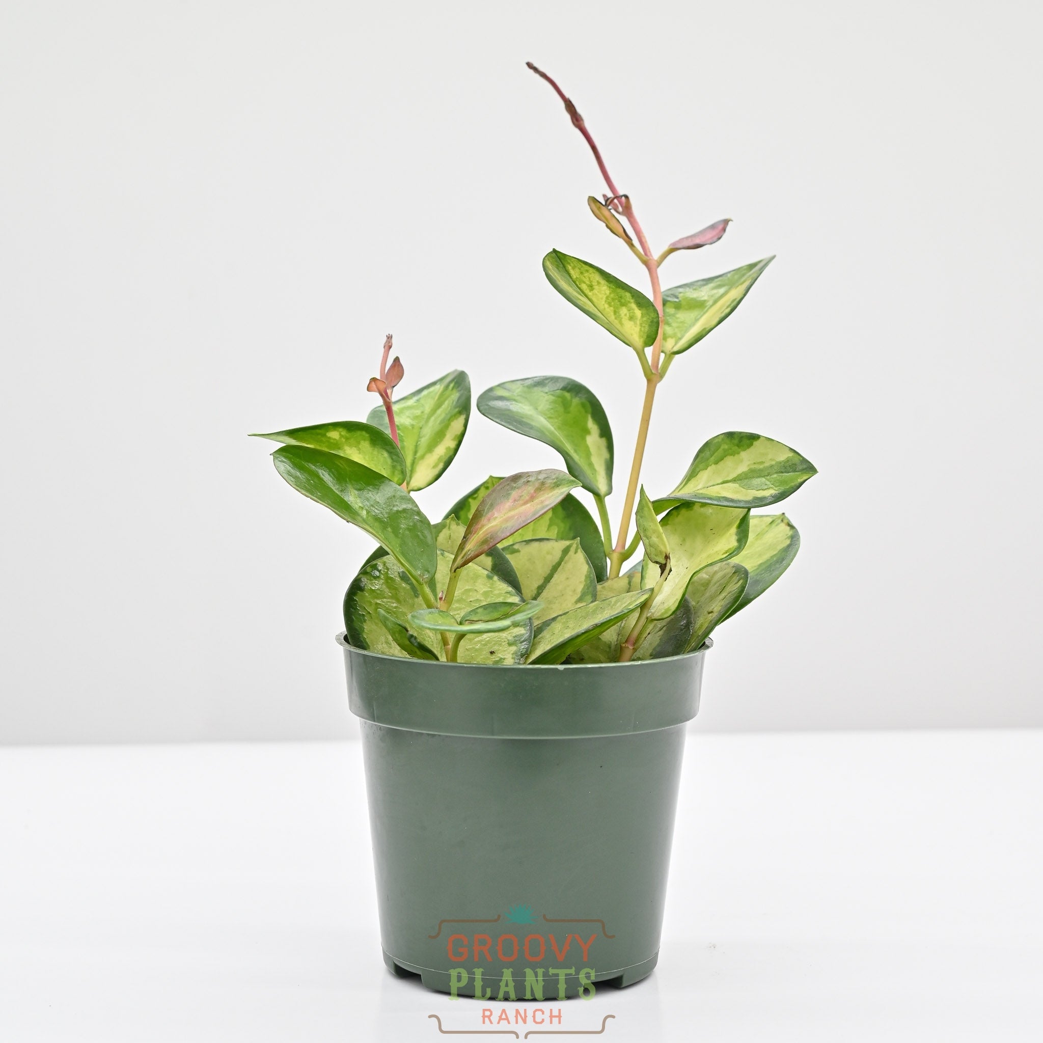 Hoya australis ssp. tenuipes 'Lisa' | Wax Plant