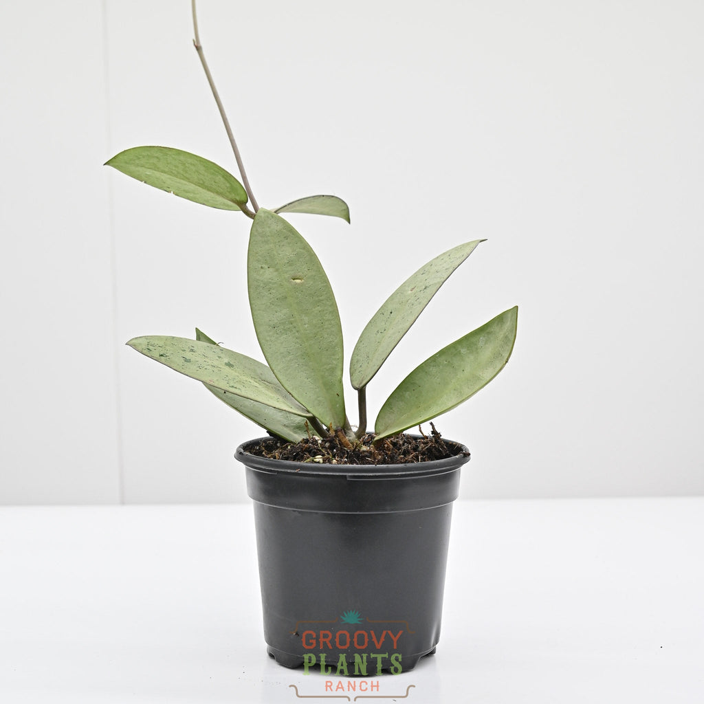 Hoya 'Silver Dollar' | Wax Plant