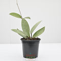Hoya 'Silver Dollar' | Wax Plant
