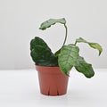 Hoya 'Villosa' | Wax Plant