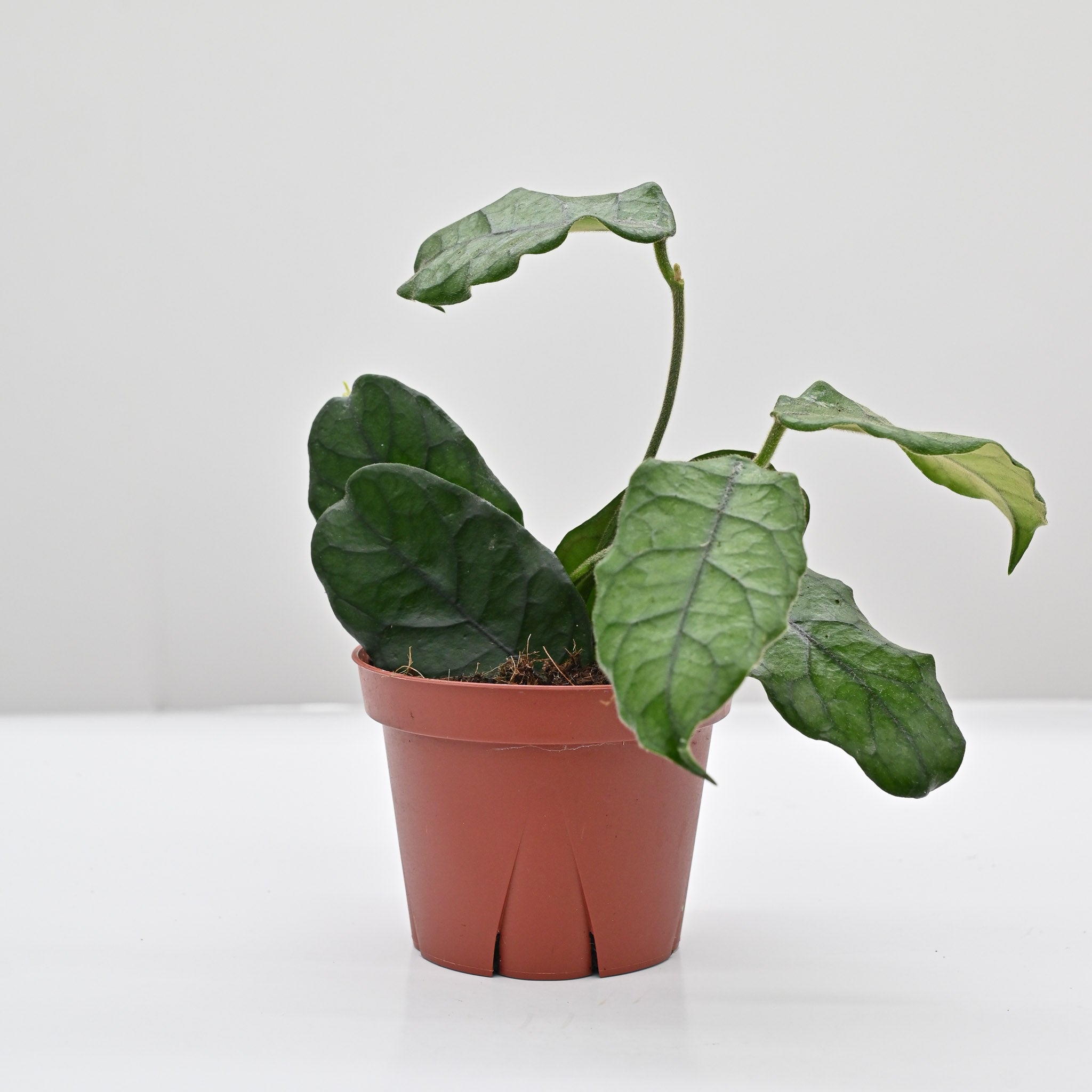 Hoya 'Villosa' | Wax Plant