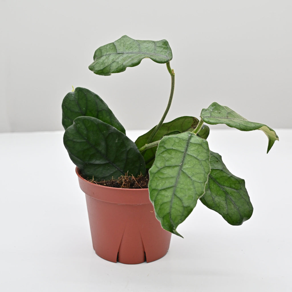 Hoya 'Villosa' | Wax Plant
