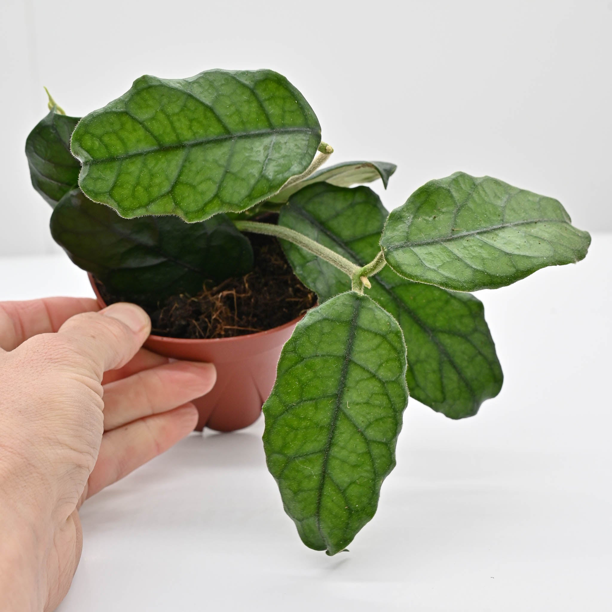 Hoya 'Villosa' | Wax Plant