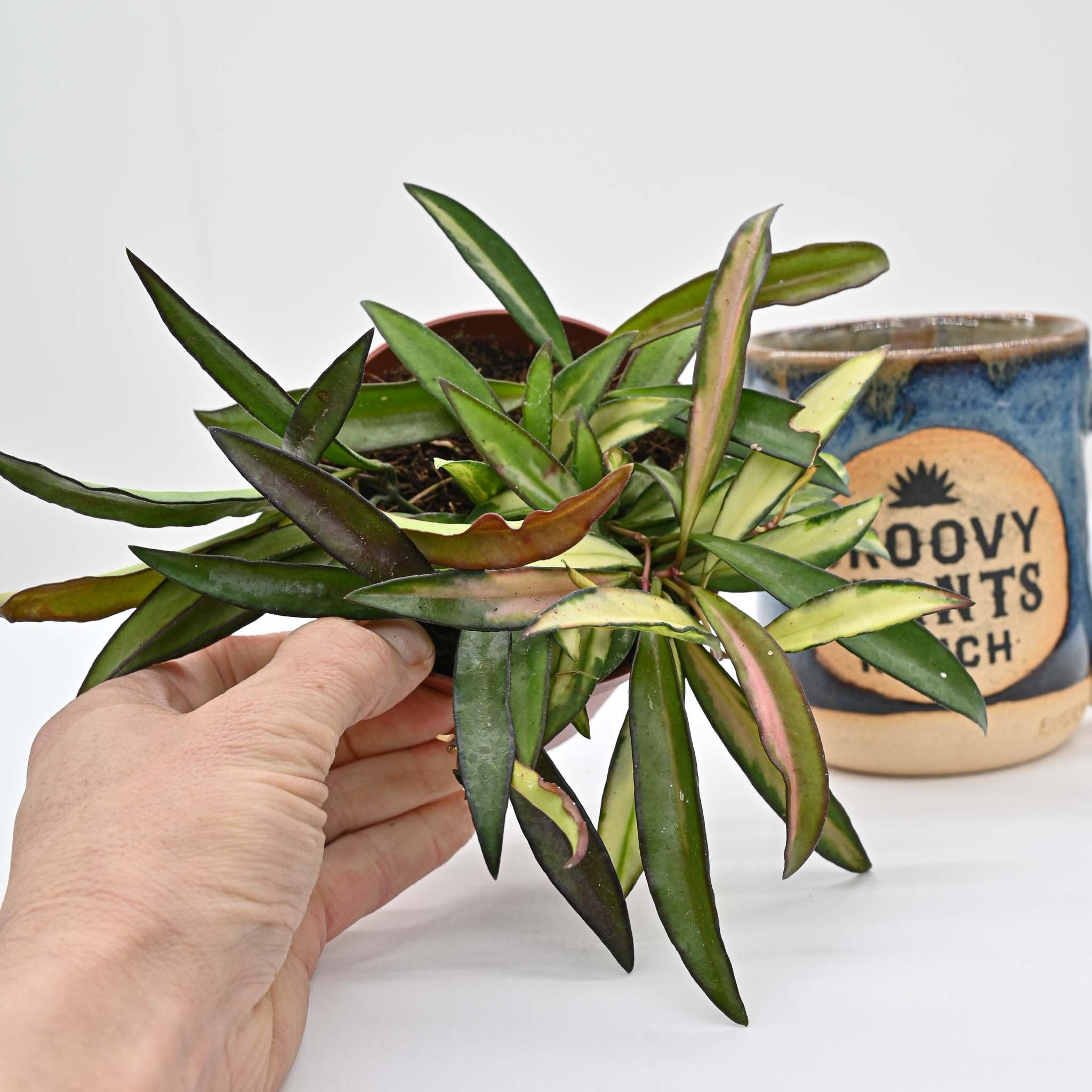 Hoya Wayetii 'Tricolor' | Wax Plant
