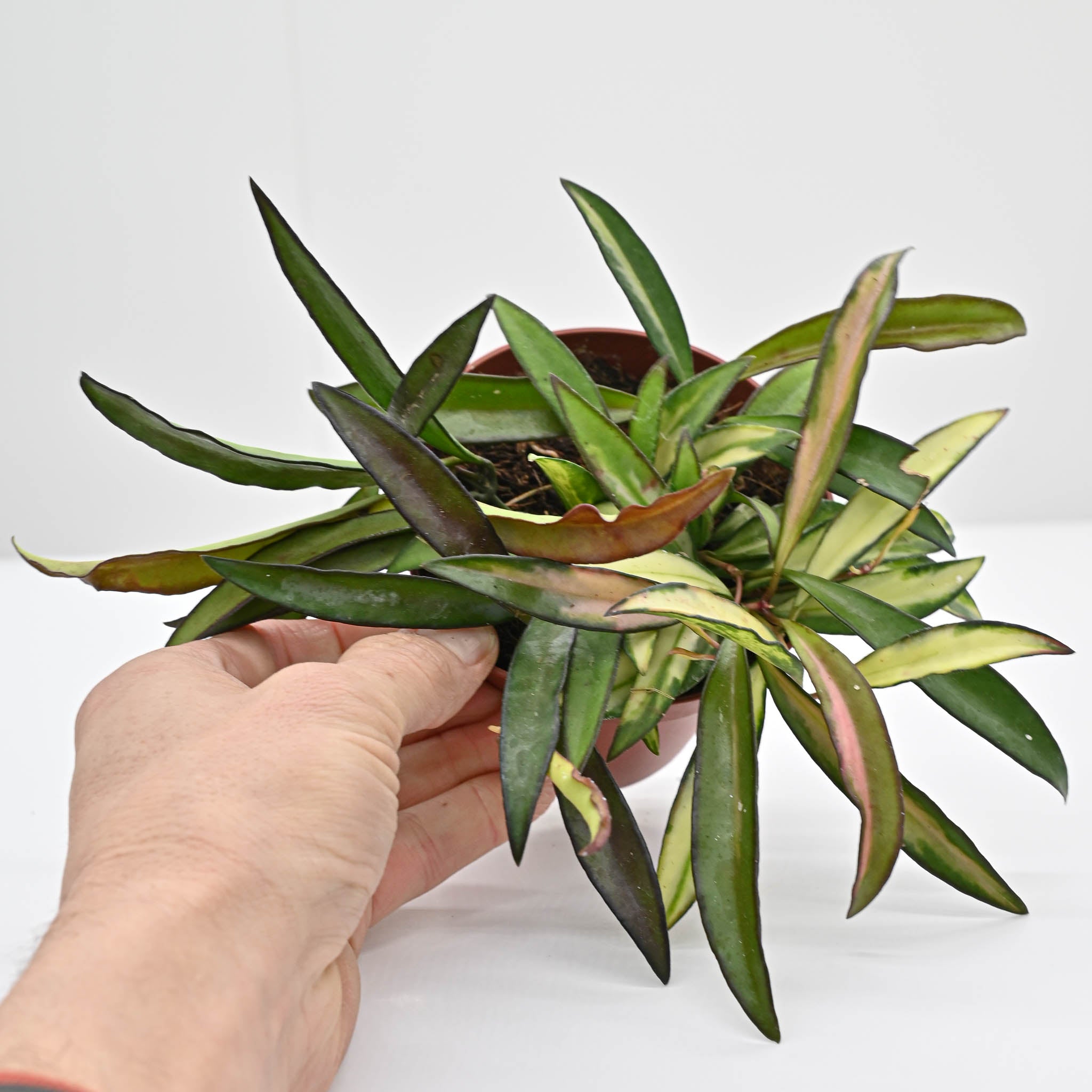 Hoya Wayetii 'Tricolor' | Wax Plant