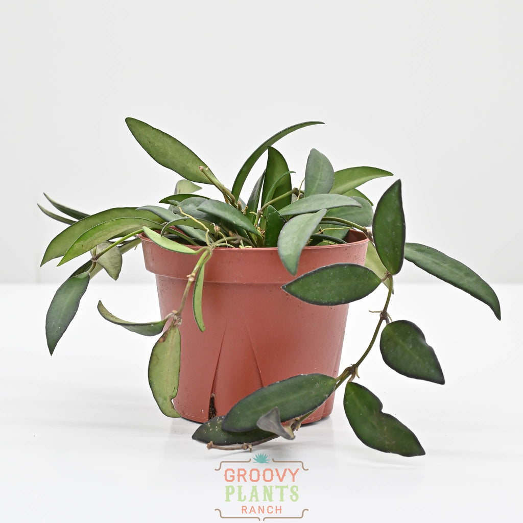 Hoya Wayetii | Wax Plant