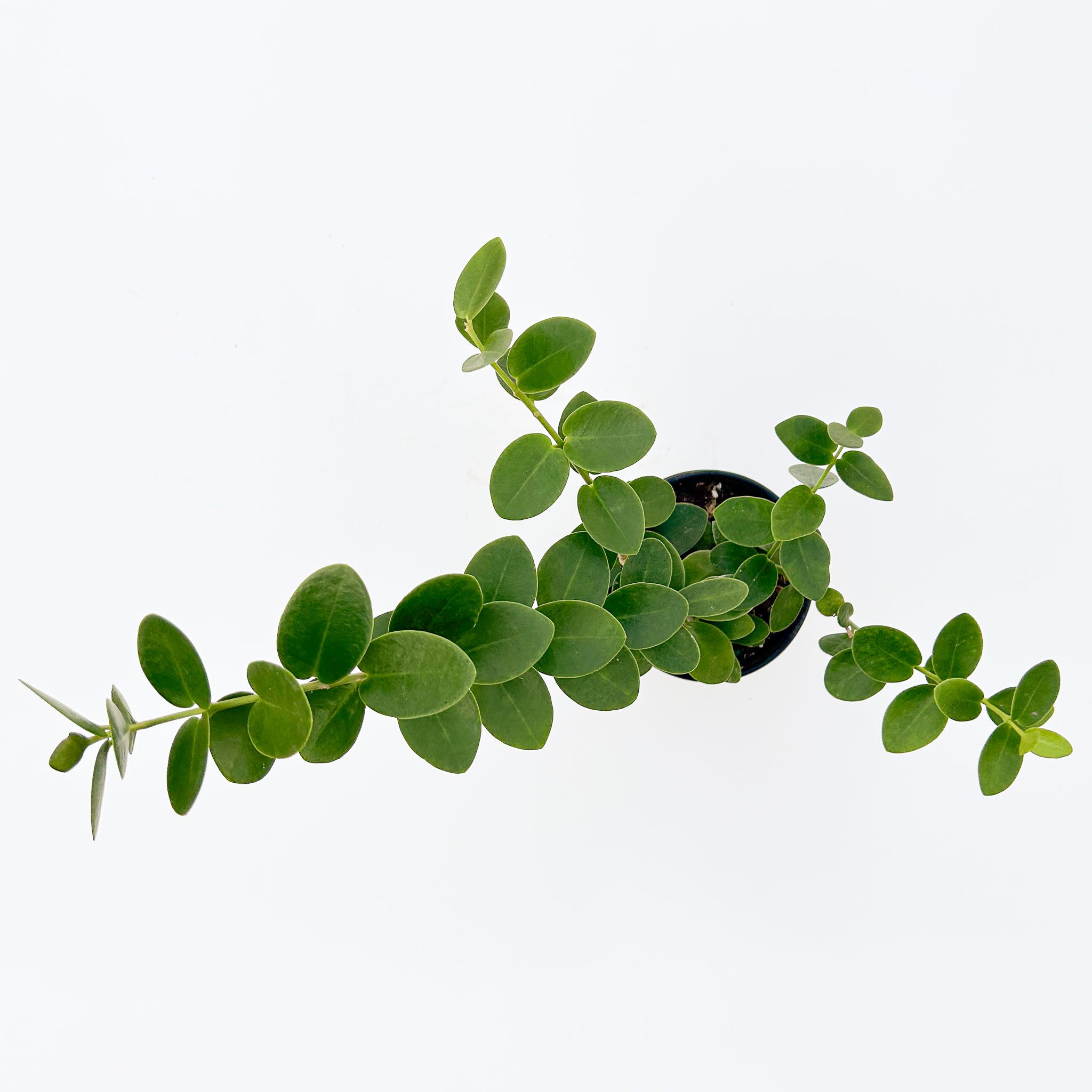 Hoya cumingiana | Wax Plant