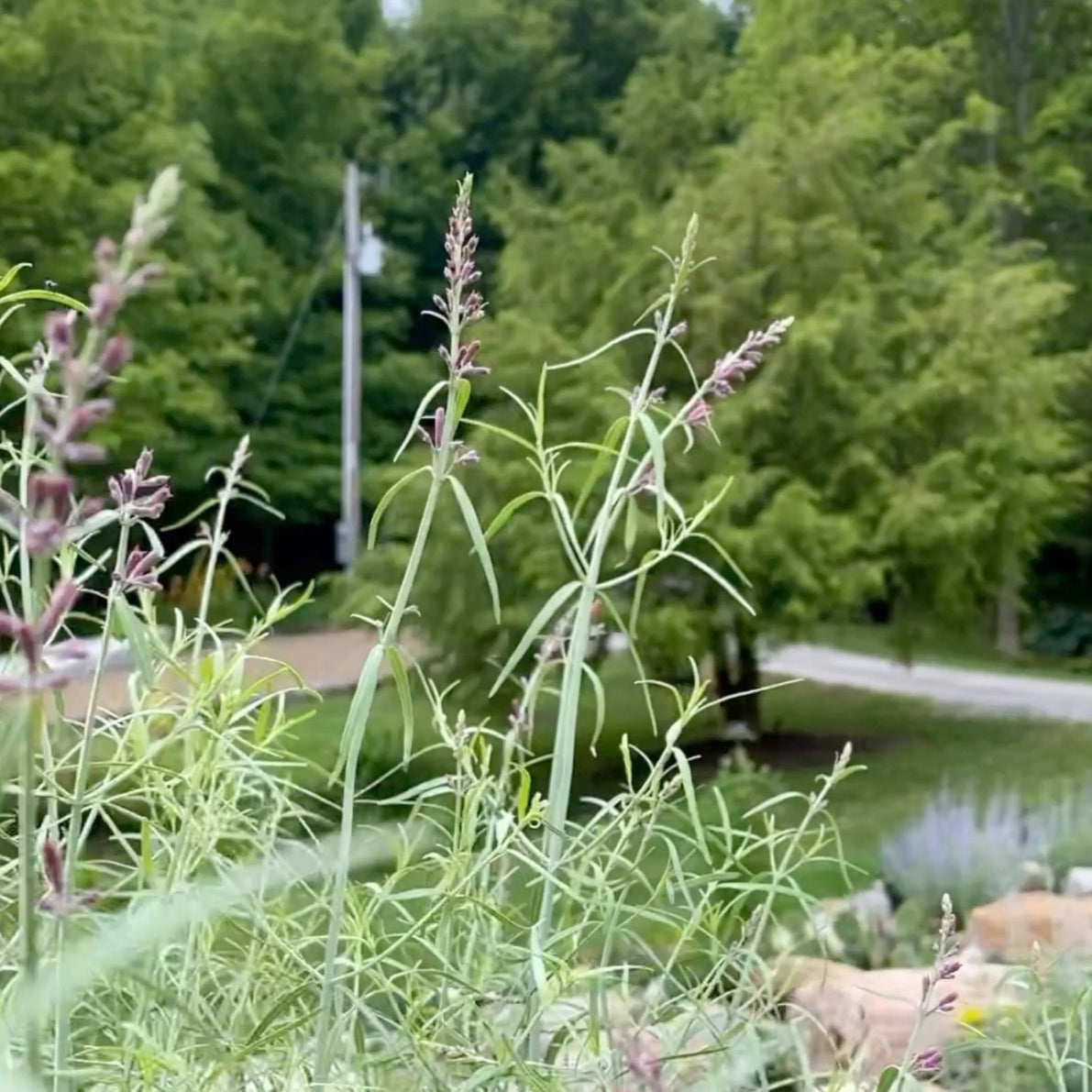 Hummingbird Mint (Agastache rupestris)