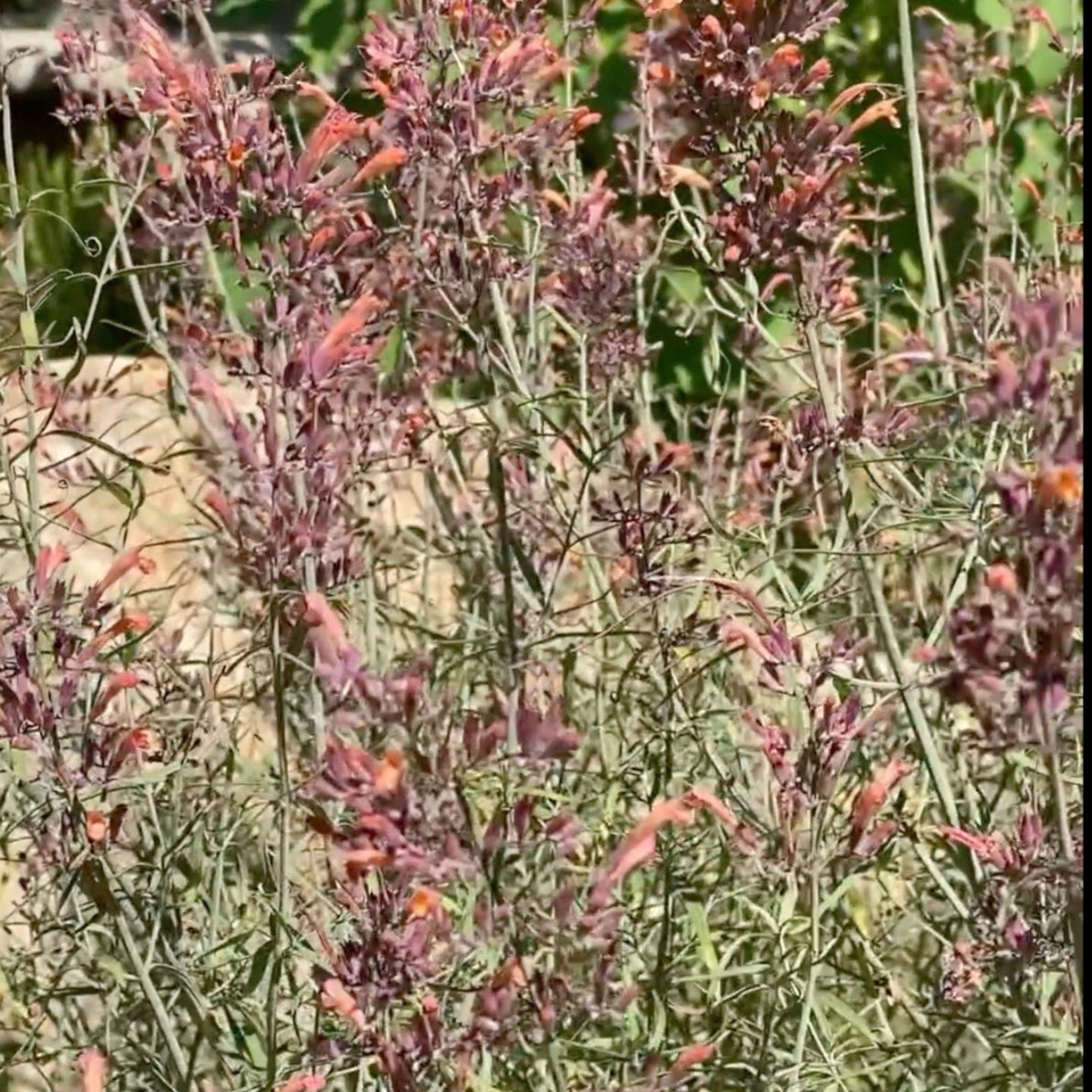 Hummingbird Mint (Agastache rupestris)