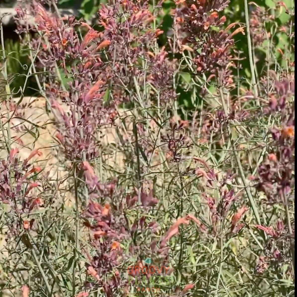 Hummingbird Mint