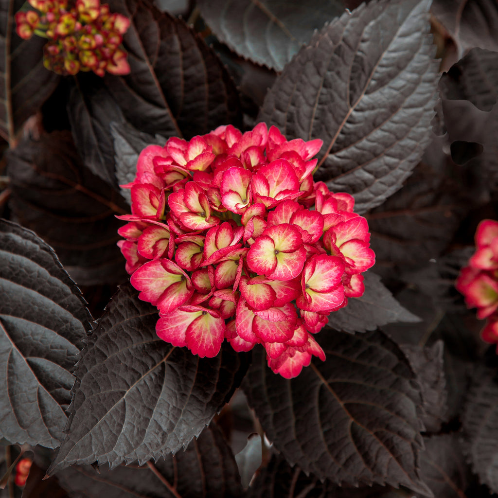 Eclipse® Bigleaf Hydrangea - 3