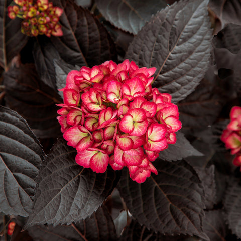 Eclipse® Bigleaf Hydrangea
