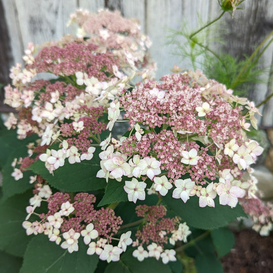 Native Hydrangea Pinky Pollen Ring™