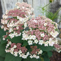 Native Hydrangea Pinky Pollen Ring™