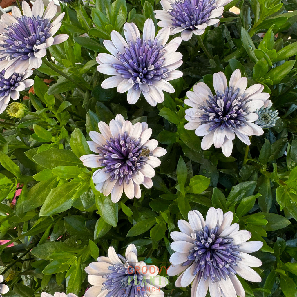'Blue Ice' Psychedelic Daisy ~ Trio of 3 Hefty Plants for Preorder