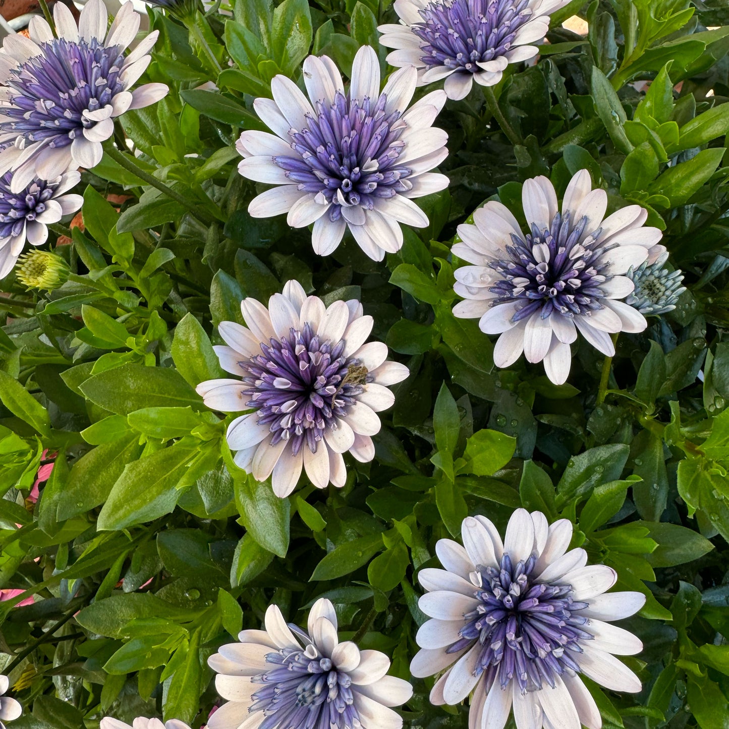 Osteo Blue Ice ~ Trio of 3 Hefty Plants