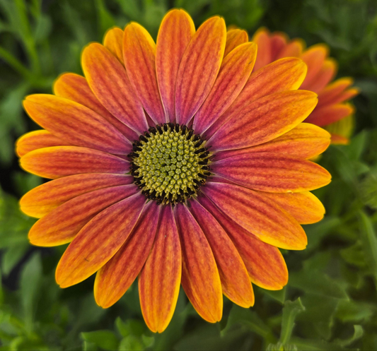 Osteo 'Apricot Sun' ~ Trio of 3 Hefty Plants