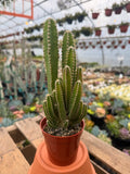 Fairy Castle Cactus | Acanthocereus tetragonus 'Monstrosus'