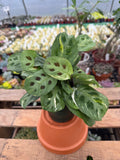 Prayer Plant | Maranta ‘Beauty Kim’