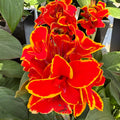Canna Lily 'Red Golden Flame' ~ Trio of 3 Hefty Plants for Preorder