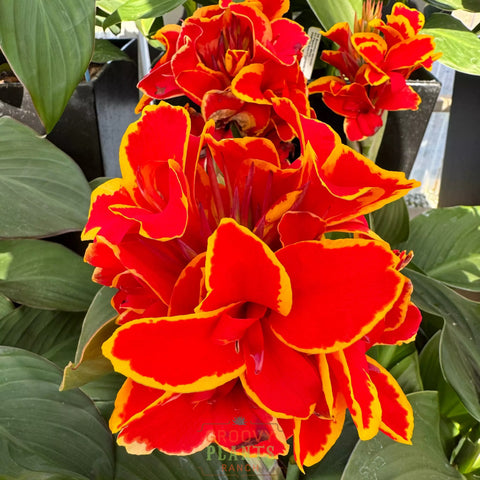 Canna Lily 'Red Golden Flame' ~ Trio of 3 Hefty Plants for Preorder