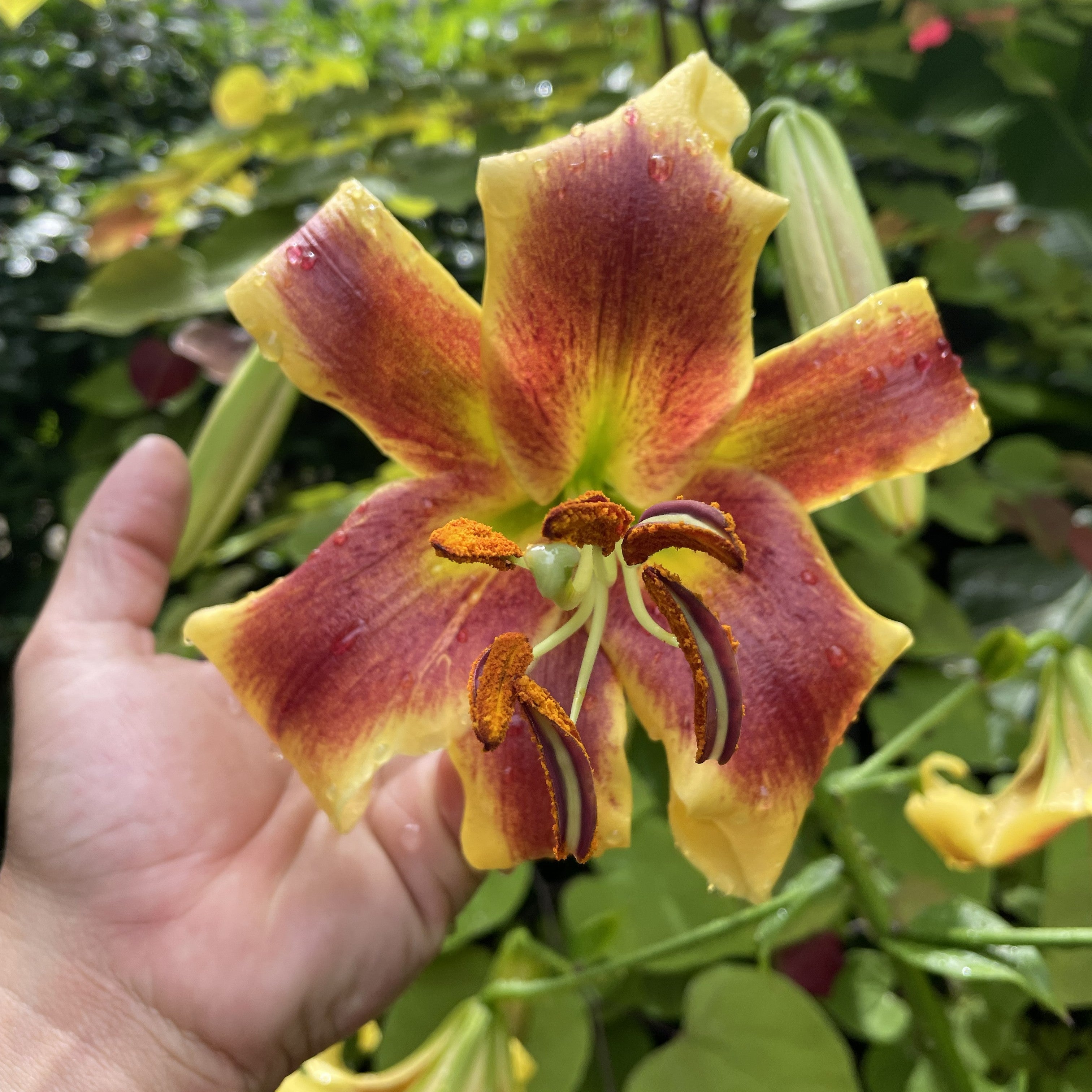 Lily Bash – The Groovy Plants Ranch LLC